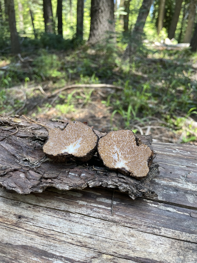 Gautieria sp. 'PNW18'