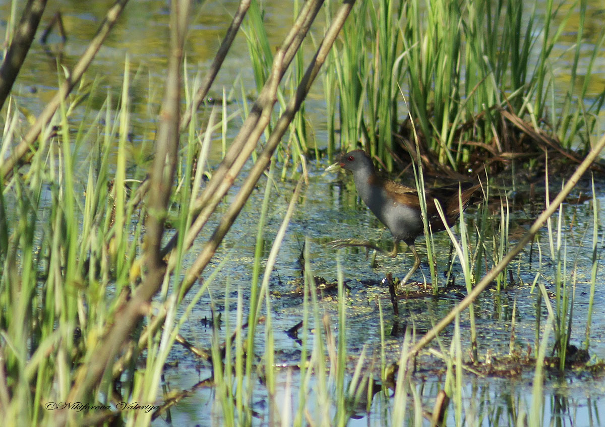 iNaturalist.org. В. Данилова, Ибресинский р-н Чувашия, май 2013