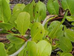Oxybelis potosiensis