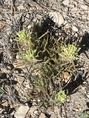 Castilleja nana