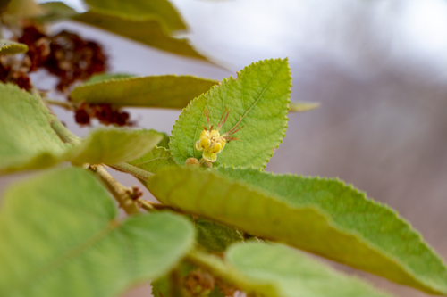 Guazuma ulmifolia - Leaves