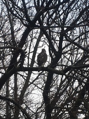 Accipiter cooperii
