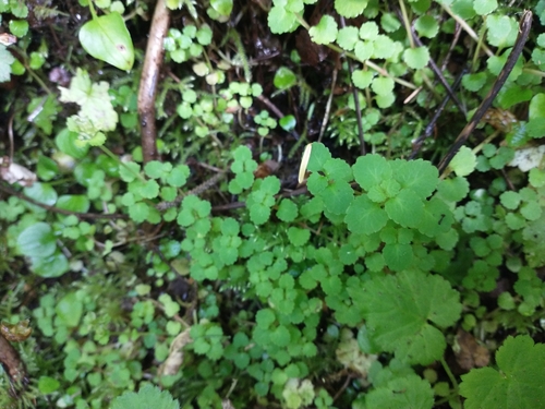 Image of Chrysosplenium glechomifolium by no rights reserved