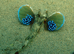 Chelidonichthys lucerna