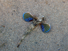 Chelidonichthys lucerna