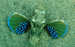 Chelidonichthys lucerna