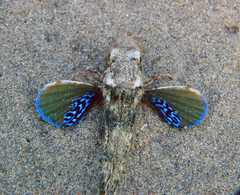 Chelidonichthys lucerna