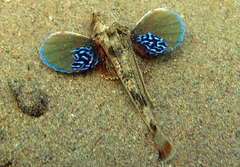 Chelidonichthys lucerna