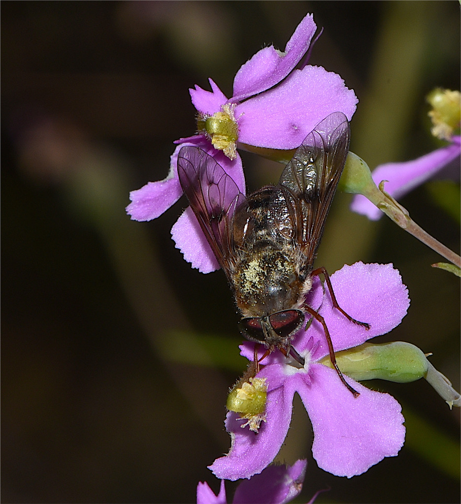 Orthorrhaphan Flies from Albany, AUWA, AU on December 28, 2022 at 12