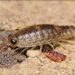 Wharf Louse - Photo (c) ShroomJunk, some rights reserved (CC BY), uploaded by ShroomJunk