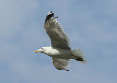 Larus argentatus
