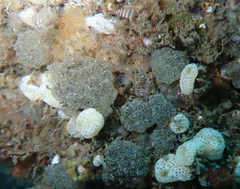 Eudistoma diaphanes