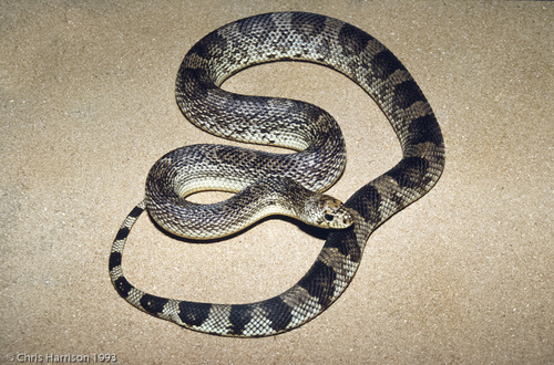 Pine Snake