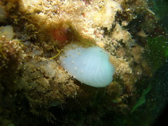 Ascidia virginea