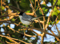 White-Lored Gnatcatcher photo 4