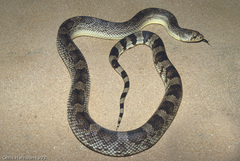 Pituophis melanoleucus
