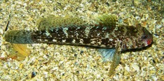Gobius cruentatus