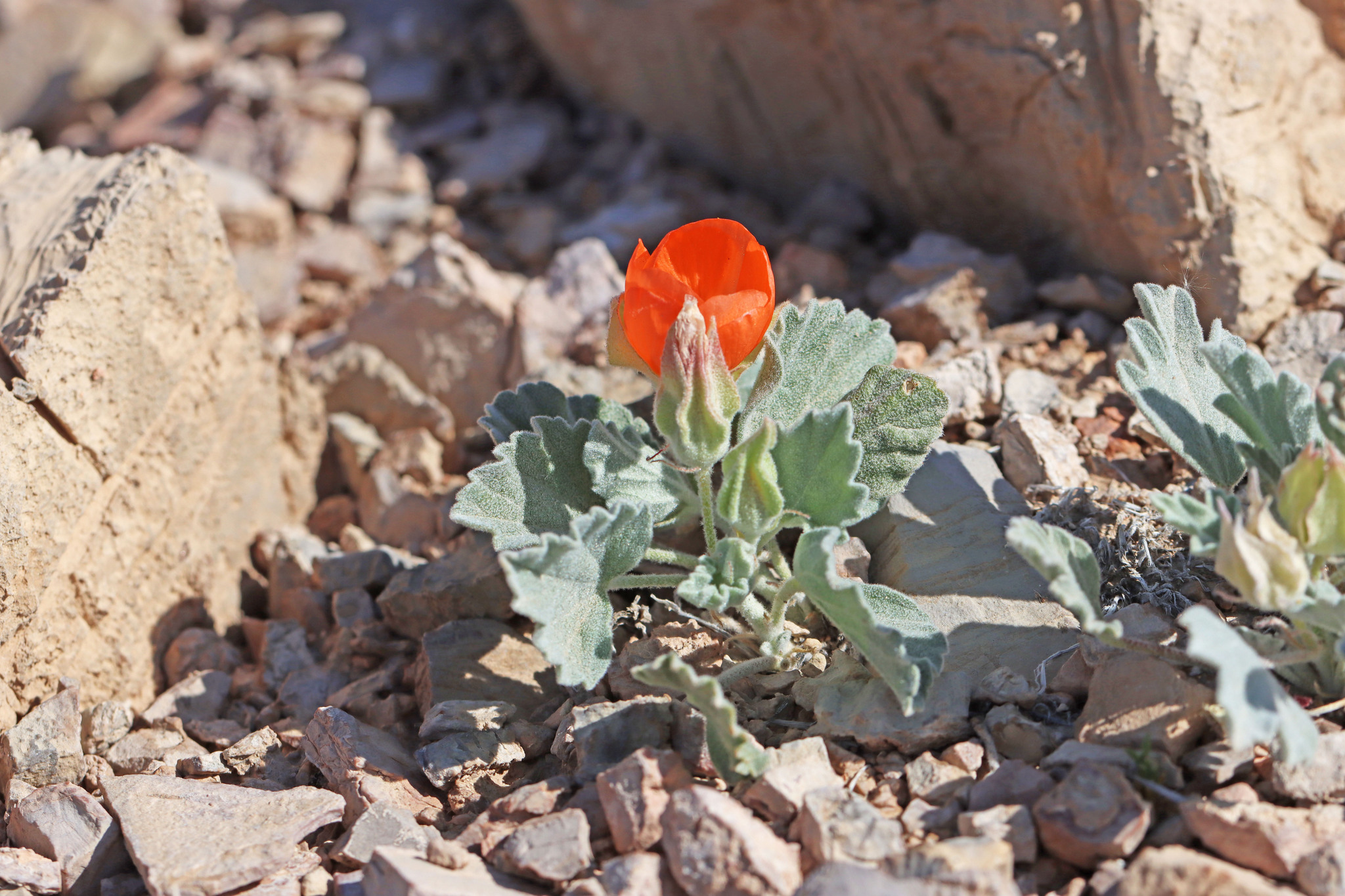 Sphaeralcea caespitosa var. caespitosa