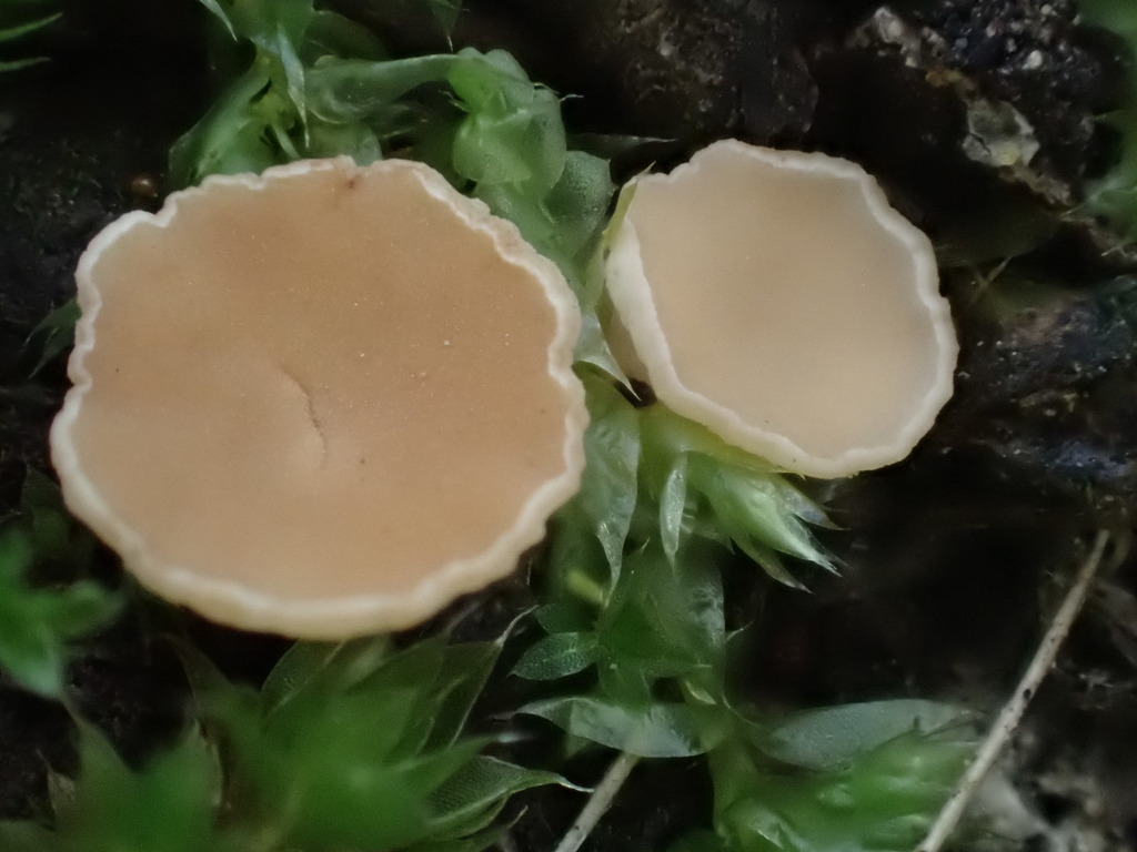 Phaeohelotium succineoguttulatum
