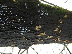 Physarum leucophaeum