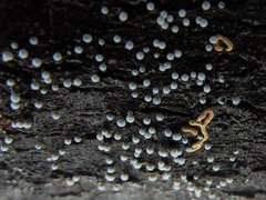 Physarum leucophaeum