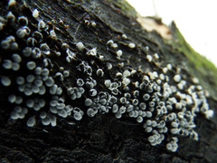 Physarum leucophaeum