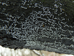 Physarum leucophaeum