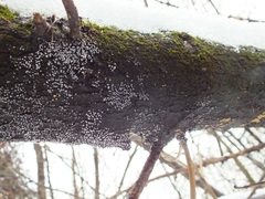 Physarum leucophaeum