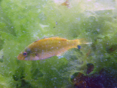 Symphodus cinereus