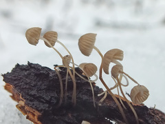 Mycena mirata