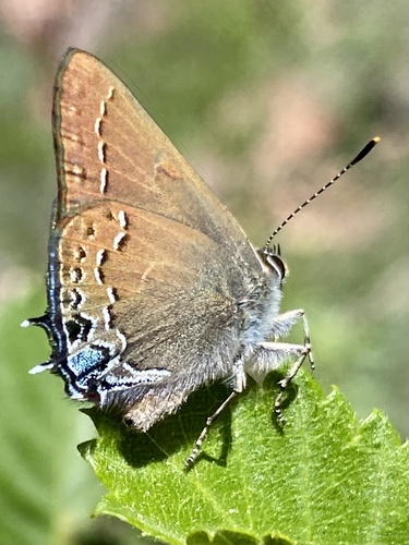 Hedgerow Hairstreak photo 3