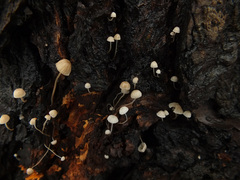 Mycena mirata