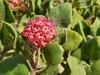 Red × Pink Sand Verbena - Photo (c) Nicole, some rights reserved (CC BY), uploaded by Nicole