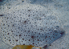 Turbot photo 3