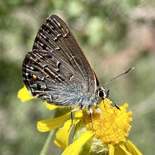 Behr's Hairstreak photo 5