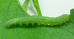 Euura viduata