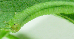 Euura viduata