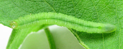 Euura viduata