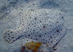 Turbot photo 5