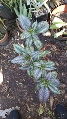Strobilanthes auriculata dyeriana