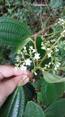 Miconia laevigata