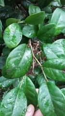 Coccoloba pyrifolia