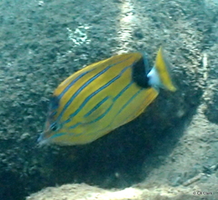 Chaetodon fremblii