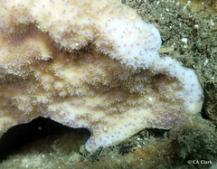 Montipora patula