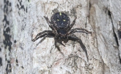 Tharpyna campestrata