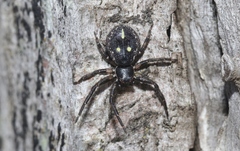 Tharpyna campestrata