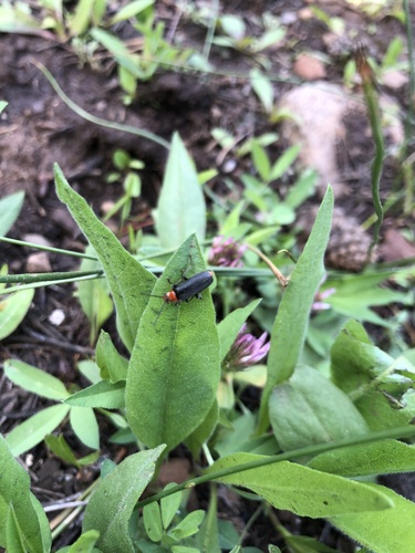 iNaturalist observation photo of Soldier Beetles