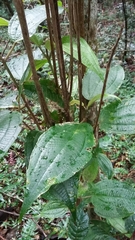 Miconia urbanii