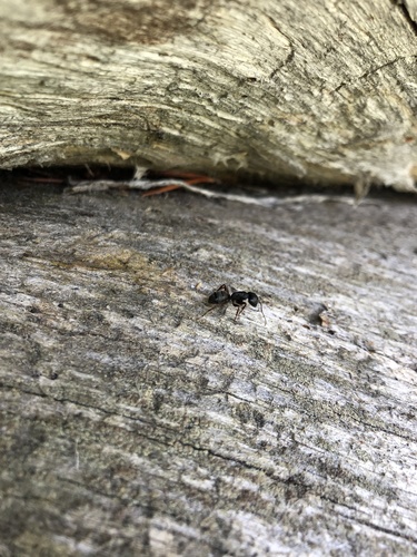 iNaturalist observation photo of Western Black Carpenter Ant