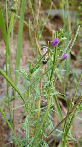 Epilobium billardiereanum